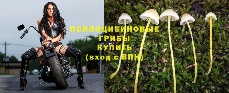 хочу   Курган  Псилоцибиновые грибы Magic Shrooms 